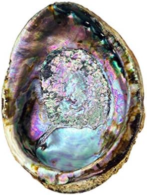 6 Inch Hand Selected Abalone Shell Incense Holder