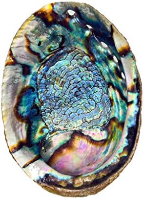 6 Inch Hand Selected Abalone Shell Incense Holder