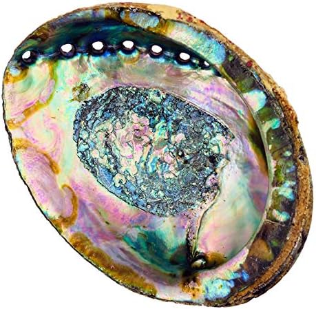6 Inch Hand Selected Abalone Shell Incense Holder