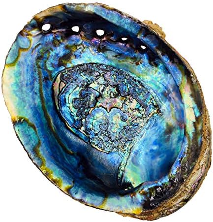 6 Inch Hand Selected Abalone Shell Incense Holder
