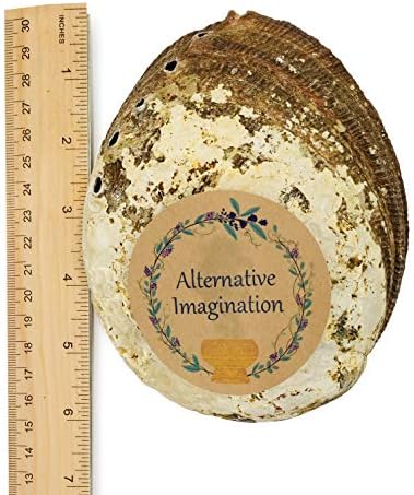 6 Inch Hand Selected Abalone Shell Incense Holder