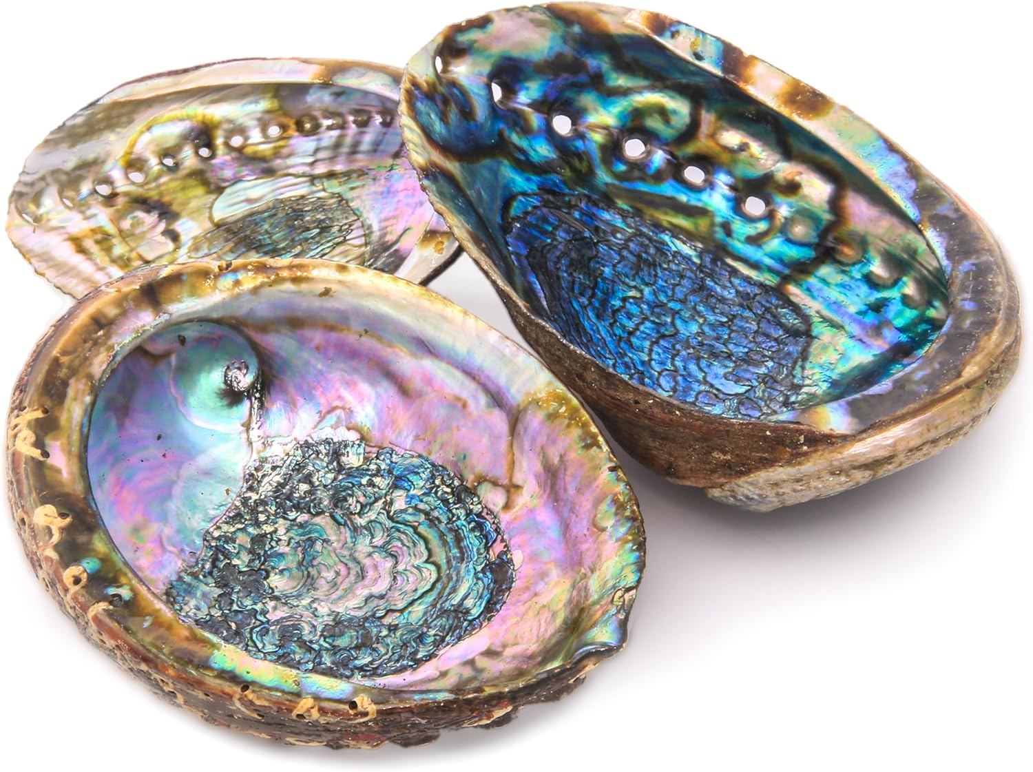 6 Inch Hand Selected Abalone Shell Incense Holder
