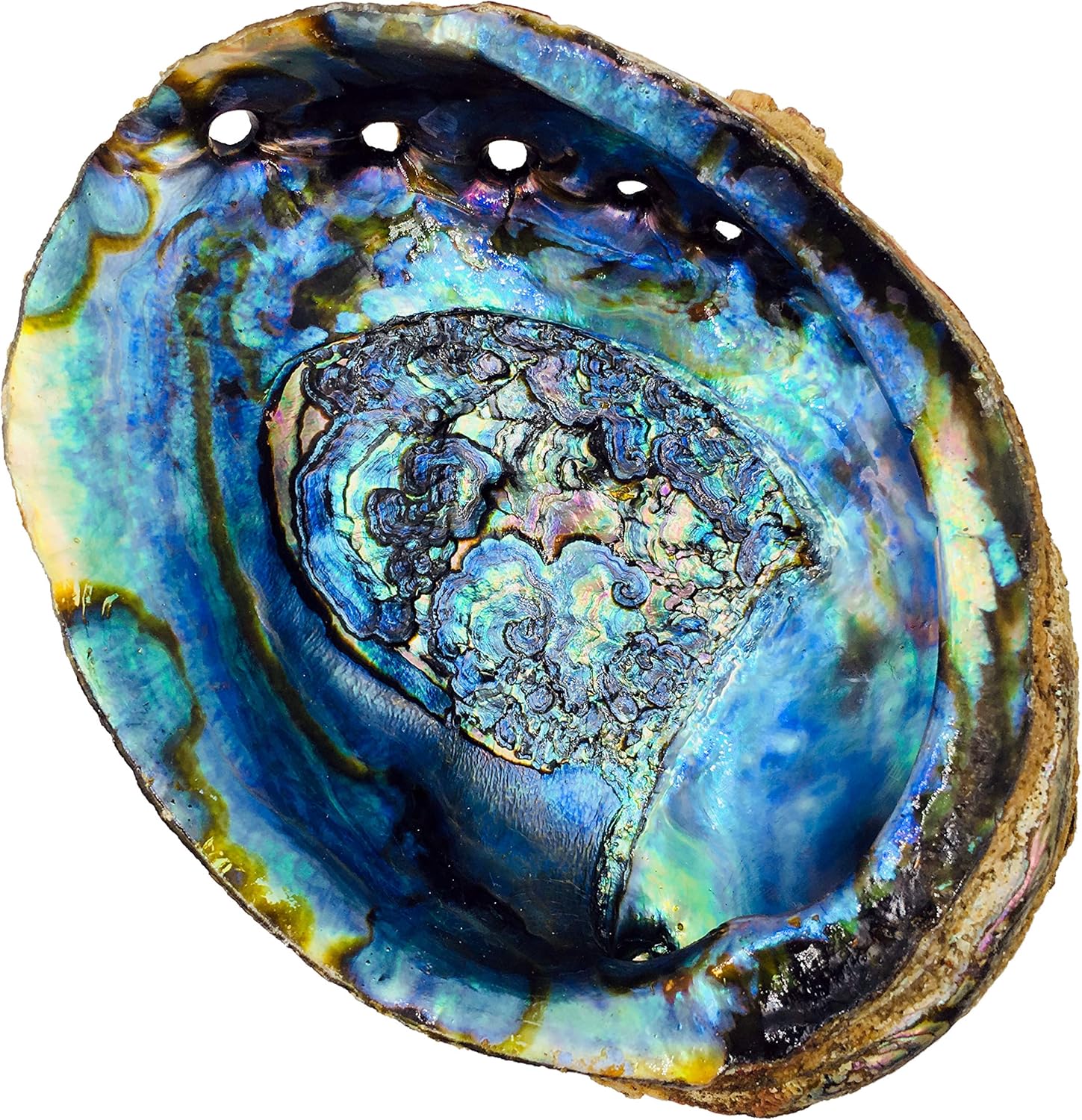 6 Inch Hand Selected Abalone Shell Incense Holder