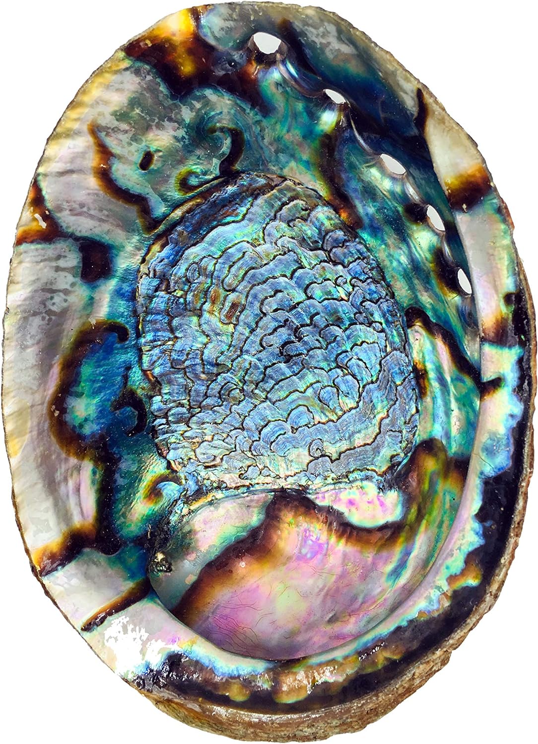 6 Inch Hand Selected Abalone Shell Incense Holder