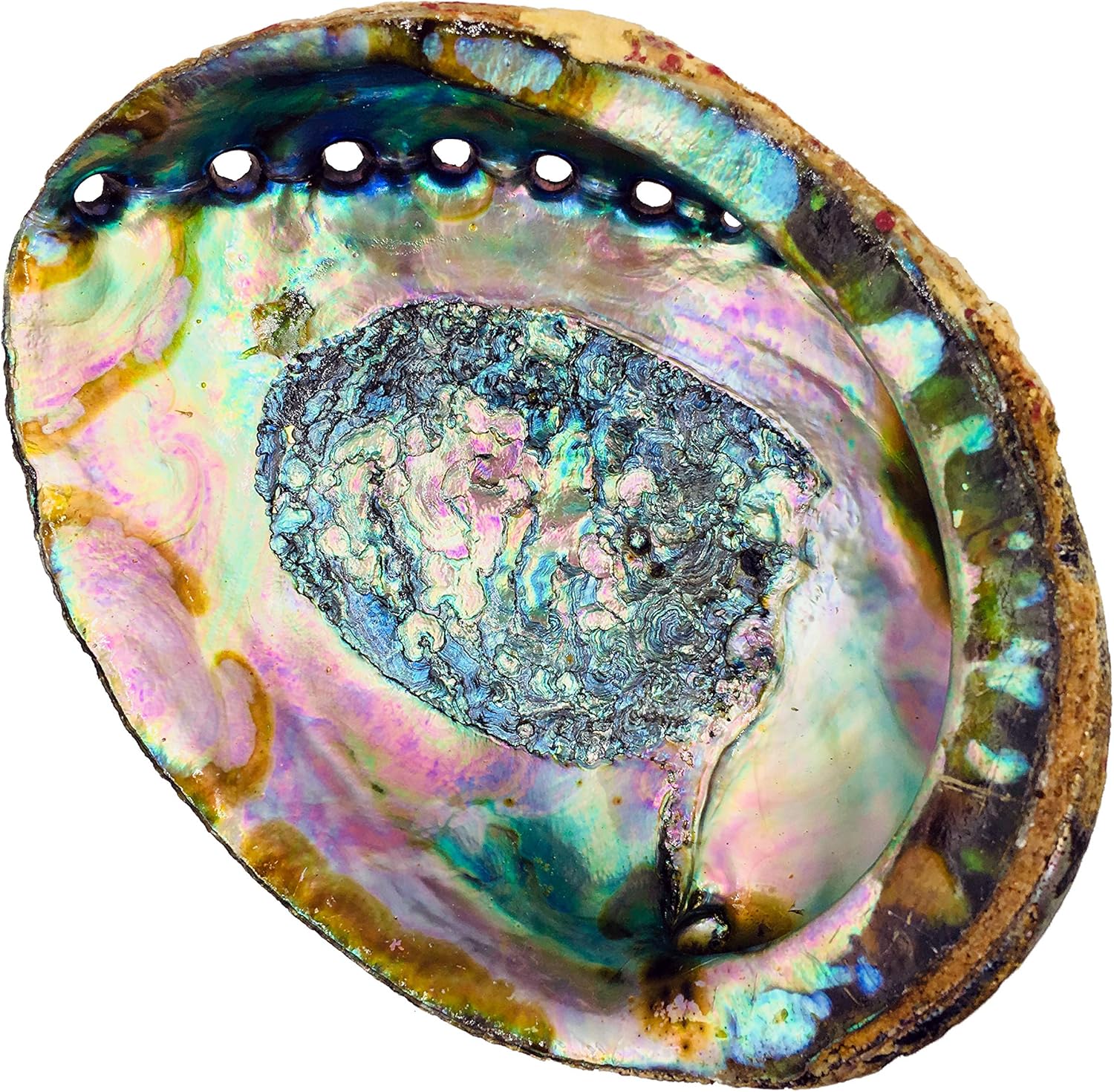 6 Inch Hand Selected Abalone Shell Incense Holder