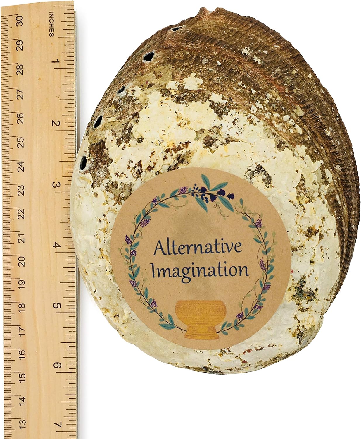 6 Inch Hand Selected Abalone Shell Incense Holder