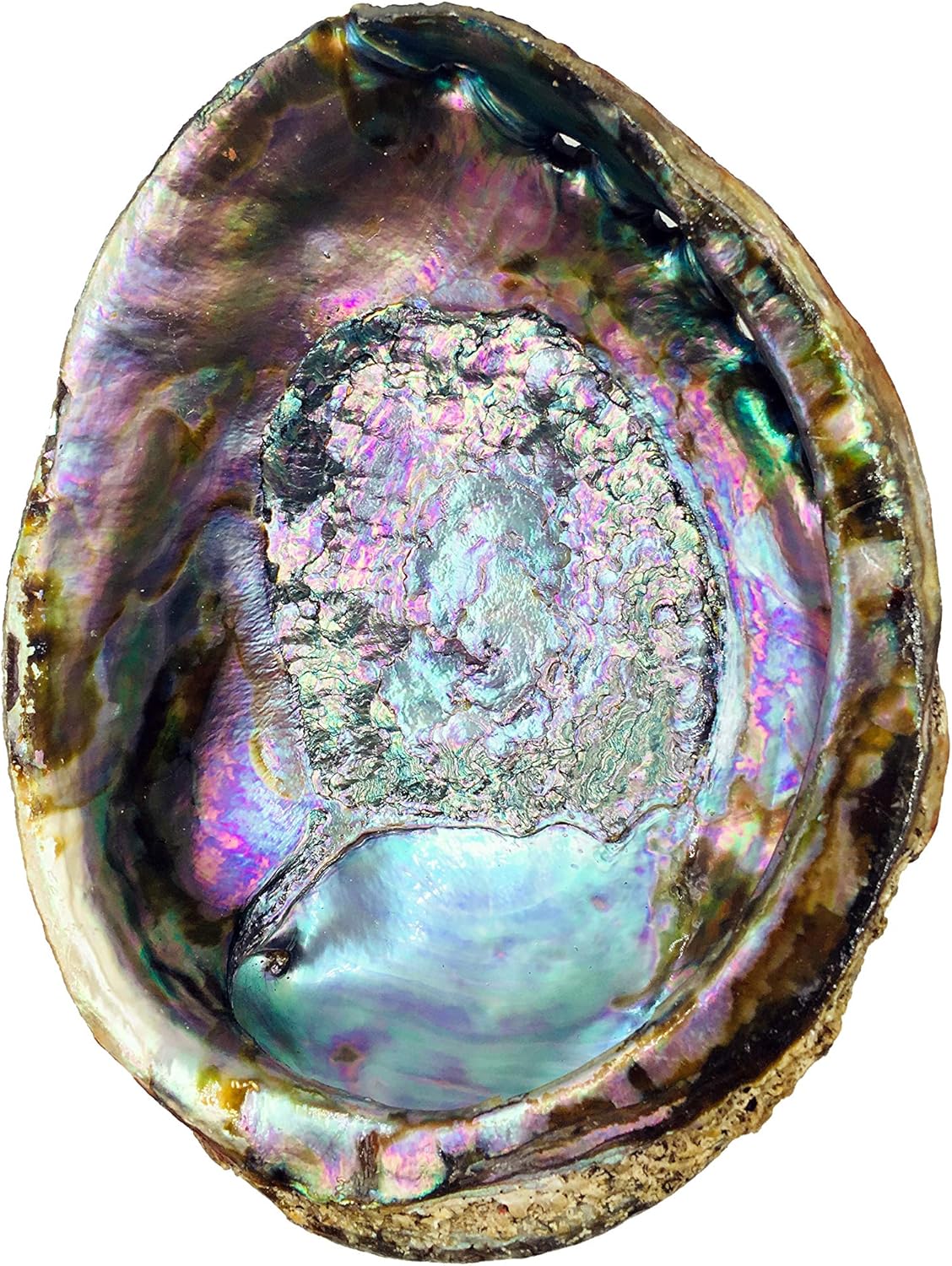 6 Inch Hand Selected Abalone Shell Incense Holder
